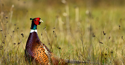 Conservation Friendly Brands